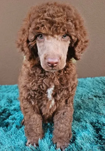 Poodle gigante 