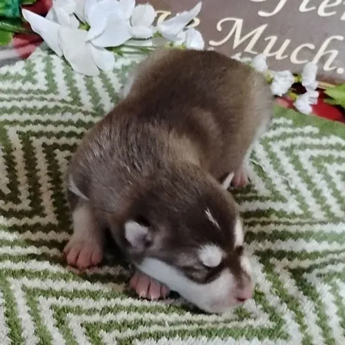 Husky Siberiano | Pelagem Linda 