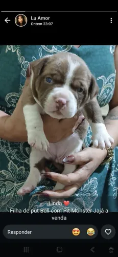 Vende se filhote de Pit Bull com Pit Monster 