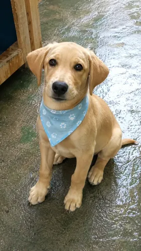 Filhote de Labrador Inglês