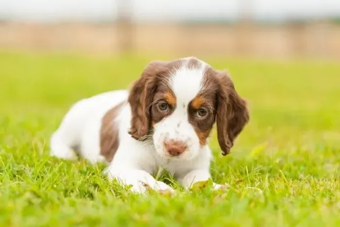 Doação de cachorro