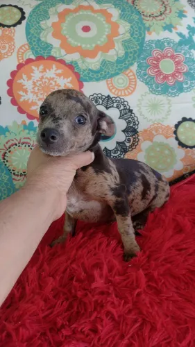 Pinscher Alerquim
