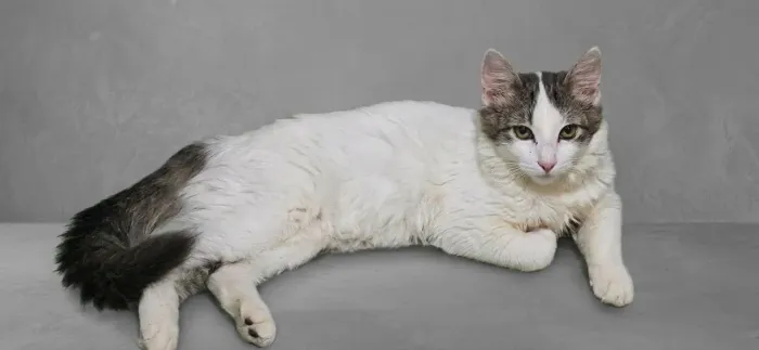 Filhote peluda mistura Maine Coon