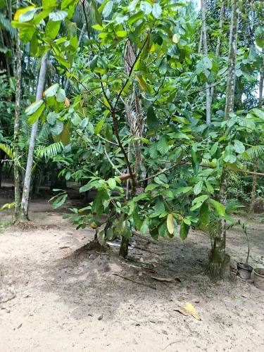 Terrenos em Pau D'Arco/Sta Bárbara-Pa:10x23m(R$20.000,),10x40m (R$30.000,)10x50(R$35.000)