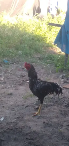 Galo grande sem um esperam de um pé mando vídeo