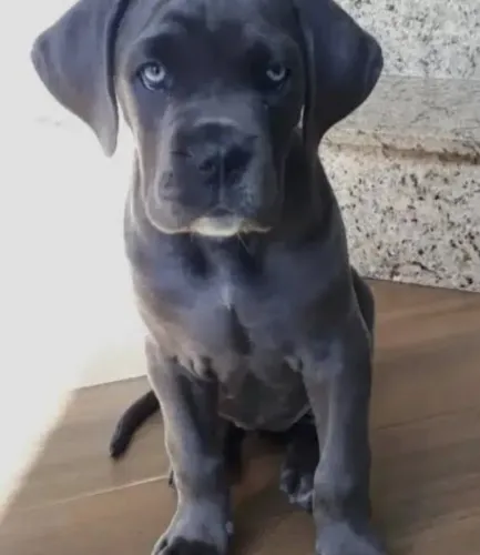 CANE CORSO FILHOTES (pedigree)