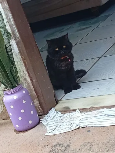 Vendo gato persa 