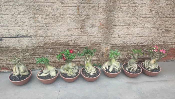 Rosa do Deserto