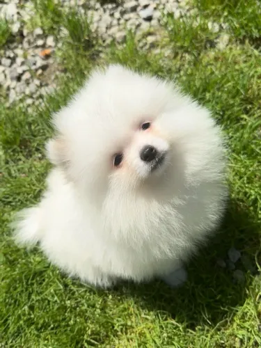 Filhotes de Lulu da Pomerânia