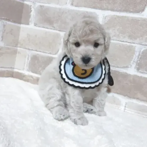 Cãozinho fofinho e esperto Poodle/Pudol/