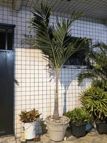 Vendo Palmeira grande 