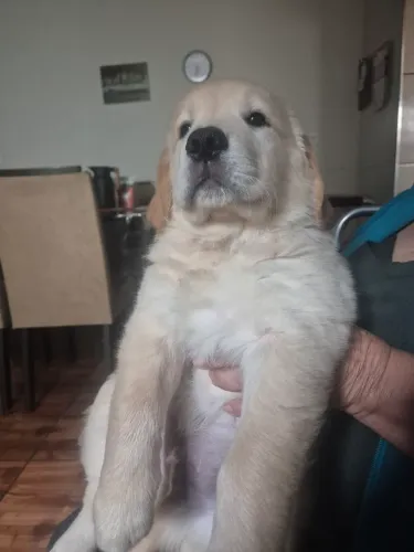 ÚLTIMOS MACHOS ! GOLDENS LEGÍTIMOS!