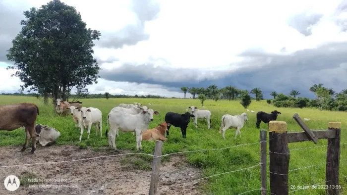 50 hectares em concordia do Pará porteira fechada R$580 mil