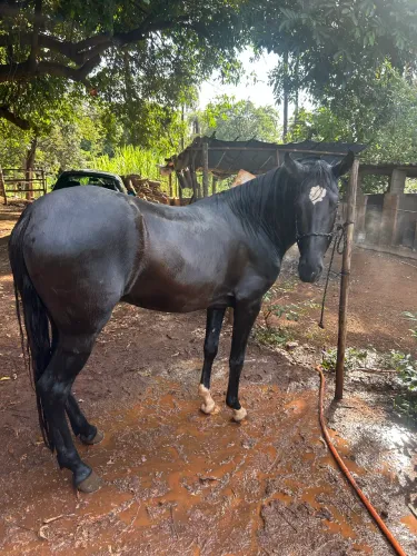 VENDO POTRO MANGALARGA MARCHADOR -EXELENTE GENÉTICA