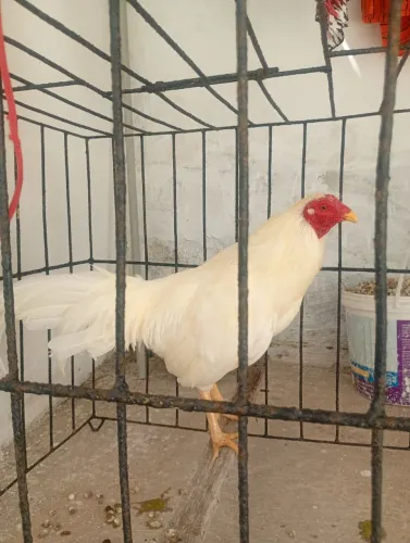 Galo bankiva 