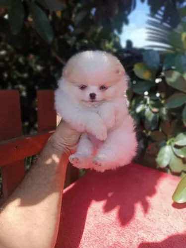Spitz alemão, Anão!Maravilhoso Machinho de Lulu!!