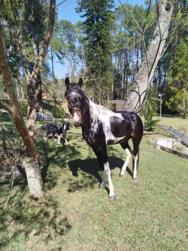 Cavalo Manga Larga
