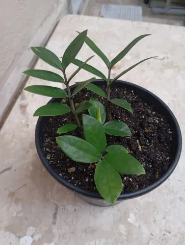 Vende muda de zamiocuca