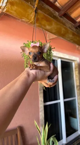 Pinscher miniatura macho e fêmea