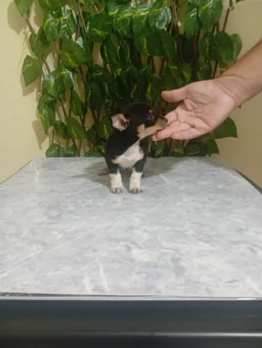Pinscher Zero Macho Muito Carinhoso
