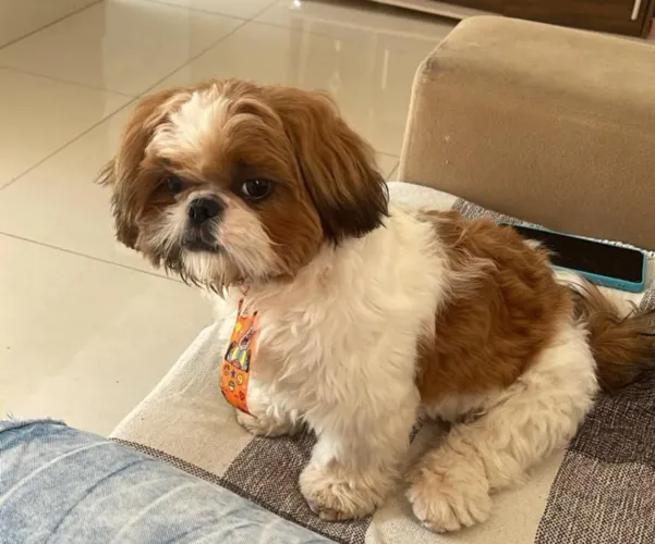 Shihtzu Macho