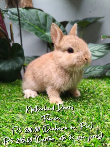 Coelho Anão Netherland Dwarf