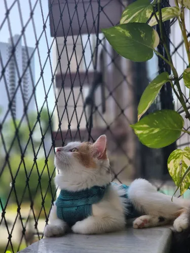 Gato preto e tricolor