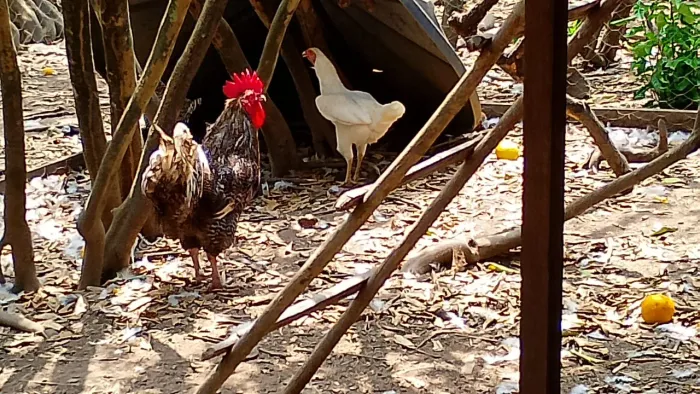 galinha ou galo caipira