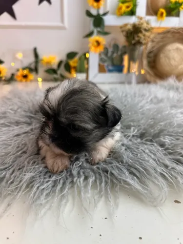 Filhote Shih tzu Fêmeas