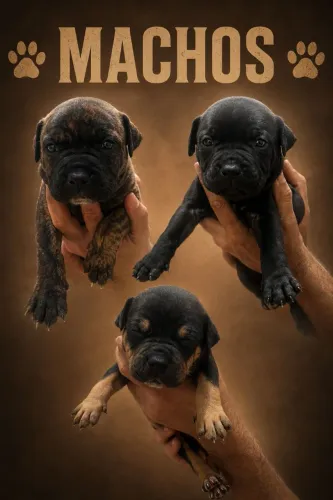 Pitbull