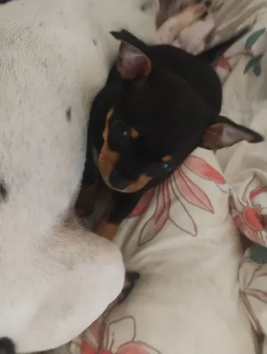 Vendo filhote Pincher macho com 36 dias nascido já está vermifulgado e comendo ração