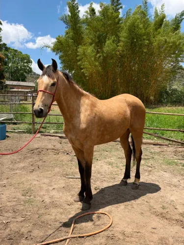 Cavalo mangalarga marchador registrado  
