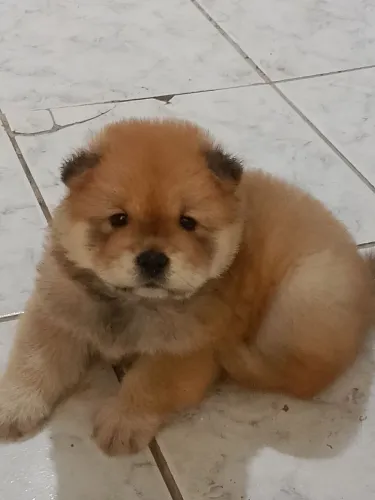 CHOW CHOW FÊMEA