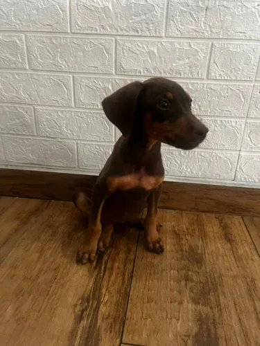 Filhote de Doberman fêmea chocolate/Doberman 