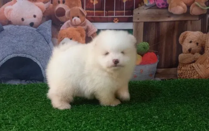 Lindo filhote macho de Spitz alemão