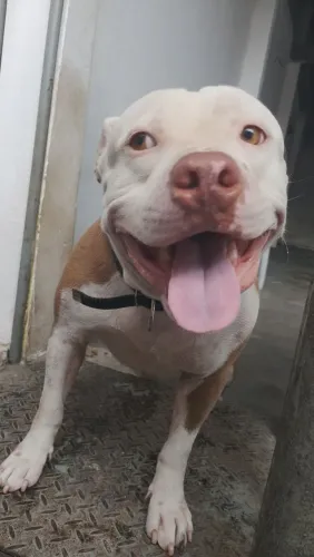 Doando Pitbull de 2 anos