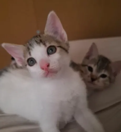 Doaçao de gatos filhote