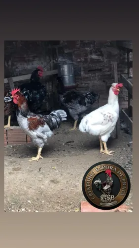 Galo GSB 5 á 6 meses Vacinados 