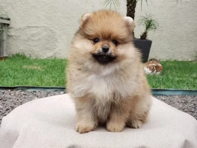 Filhote de Spitz Alemão Cheio de Charme e Muito Amor Para Dar