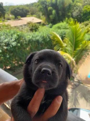 Doa se filhote de pitbull 