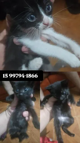 Doação gatos 