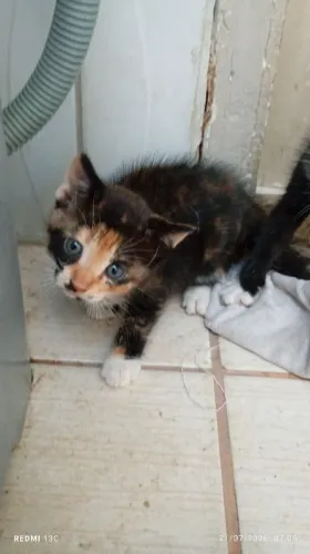 doa ser gatinhos 