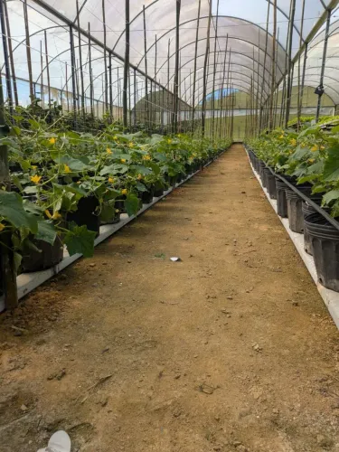 Estufa Hidroponia Pepino Japones Verduras Agricultura