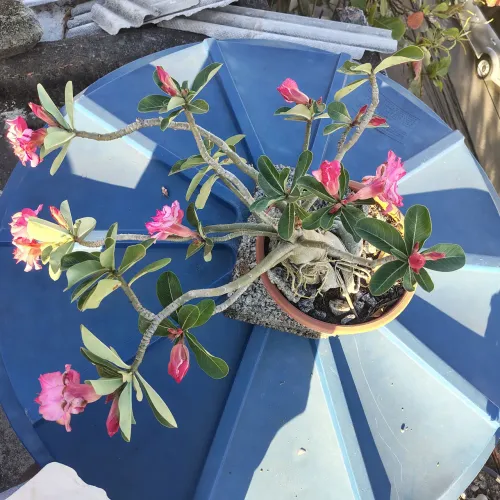 Rosa do deserto