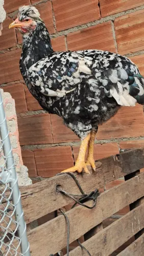Frangas e frango gsb