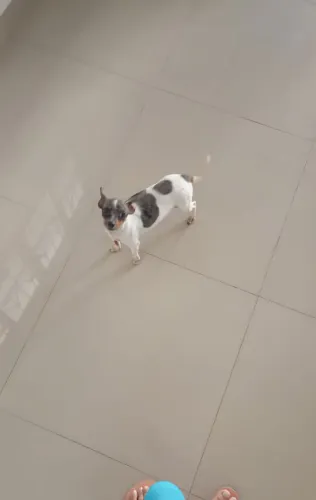 Pinscher Fêmea Merle exótica zero