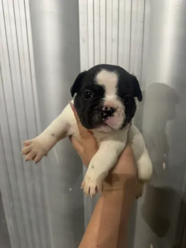 Buldogue francês macho e fêmea 