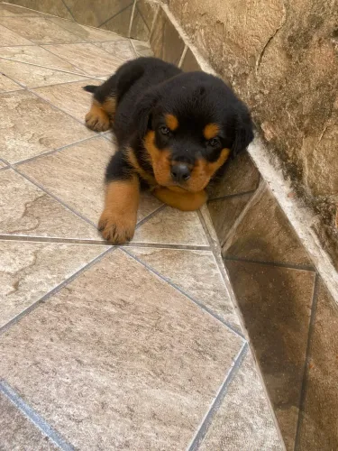 Filhote de Rottweiler