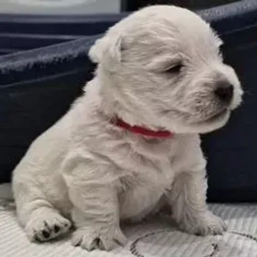 West Terrier Filhote Pequeno Porte
