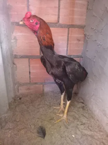 Frango novo 3kg
